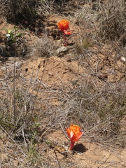 Haemanthus sanguineus