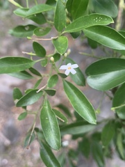 Jasminum didymum