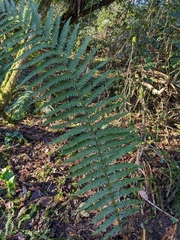 Dryopteris affinis