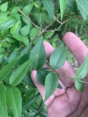 Secamone elliptica