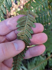 Dryopteris affinis