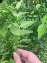 Secamone elliptica