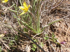Hypoxis floccosa