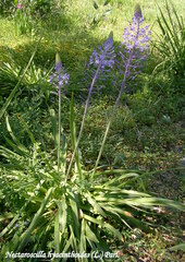 Scilla hyacinthoides