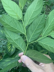 Alangium villosum