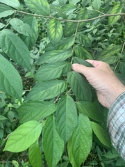 Alangium villosum