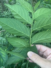 Alangium villosum