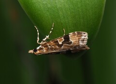 Scoparia ustimacula