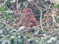 Macaca arctoides