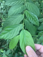 Alangium villosum