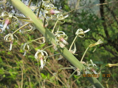 Drimia elata