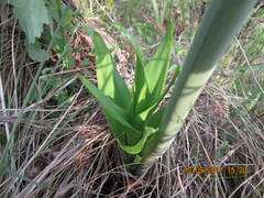 Drimia elata