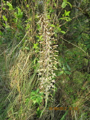 Drimia elata