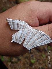Strophidia caudata