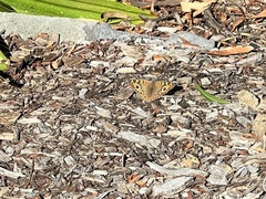 Junonia villida