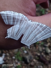Strophidia caudata