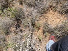 Indigofera nigromontana