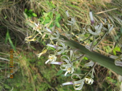 Drimia elata