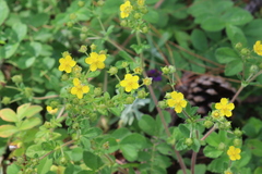 Potentilla chinensis