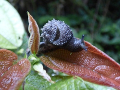 Helicarionoidea