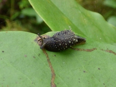 Helicarionoidea