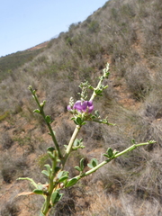 Indigofera nigromontana