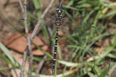 Archaeosynthemis leachii