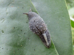 Helicarionoidea