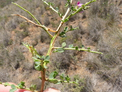 Indigofera nigromontana
