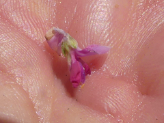 Indigofera nigromontana