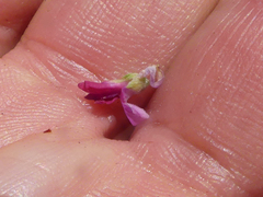 Indigofera nigromontana