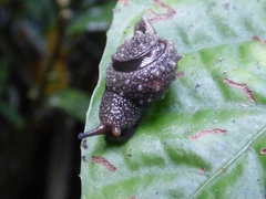 Helicarionoidea