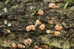 Pezicula cinnamomea