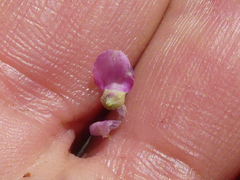 Indigofera nigromontana