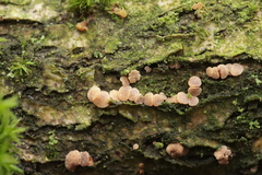 Pezicula cinnamomea