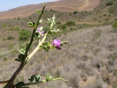 Indigofera nigromontana