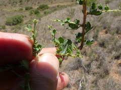 Indigofera nigromontana