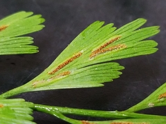 Asplenium pseudolaserpitiifolium