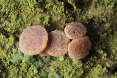 Pezicula cinnamomea