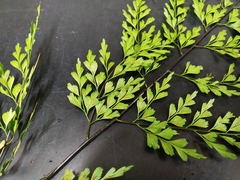 Asplenium pseudolaserpitiifolium