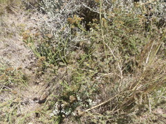 Aspalathus asparagoides