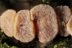 Pezicula cinnamomea
