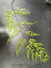 Asplenium pseudolaserpitiifolium