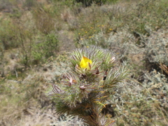 Aspalathus asparagoides
