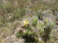 Aspalathus asparagoides