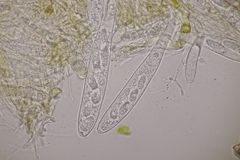 Pezicula cinnamomea