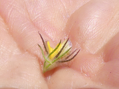 Aspalathus asparagoides