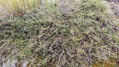 Coprosma cheesemanii