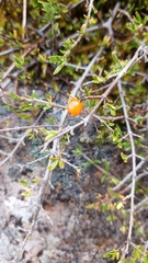 Coprosma cheesemanii