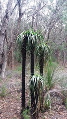 Dasypogon